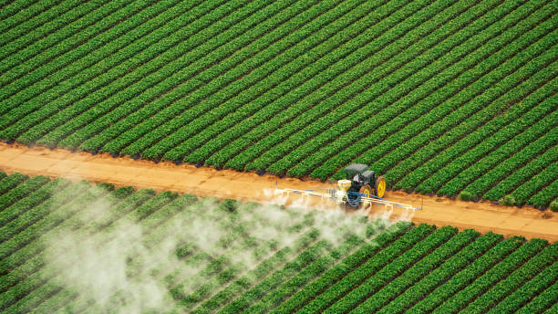 Best Wasp Removal Services  in Brookside, AL