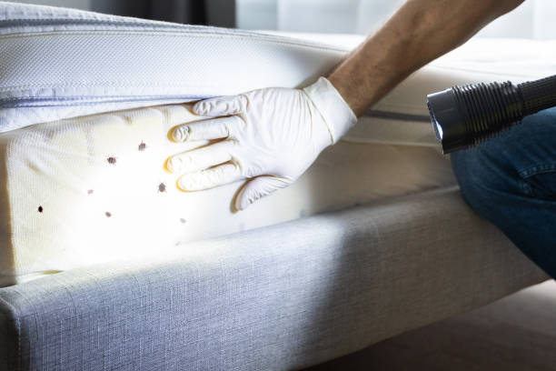 Best Mosquito Control Services  in Brookside, AL