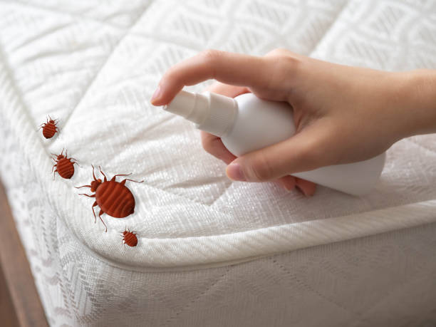 Best Ant Control Services  in Brookside, AL