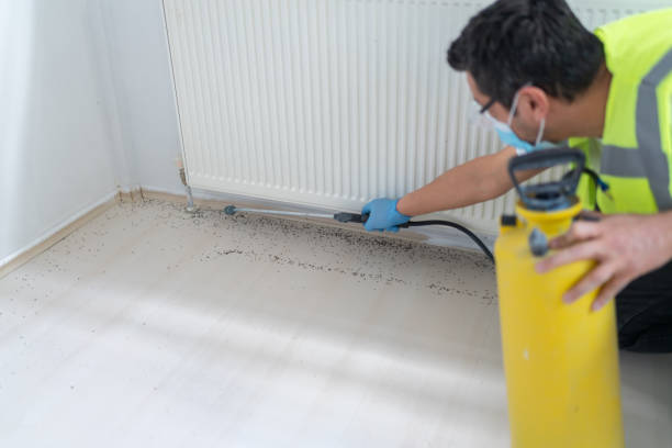 Best Local Pest Control Services  in Brookside, AL